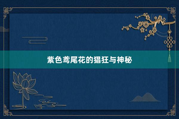 紫色鸢尾花的猖狂与神秘